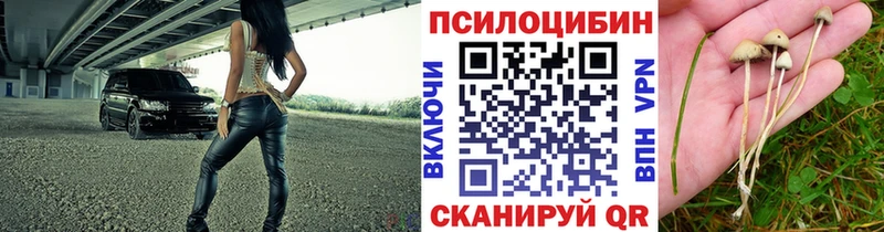 где купить наркоту  Почеп  нарко площадка наркотические препараты  Псилоцибиновые грибы Psilocybe 